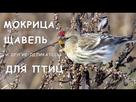 Видео: Какие растения привлекают малиновки – советы по привлечению малиновок в вашем саду