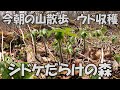 【山菜採り】ウド収穫のコツ!シドケの森へ