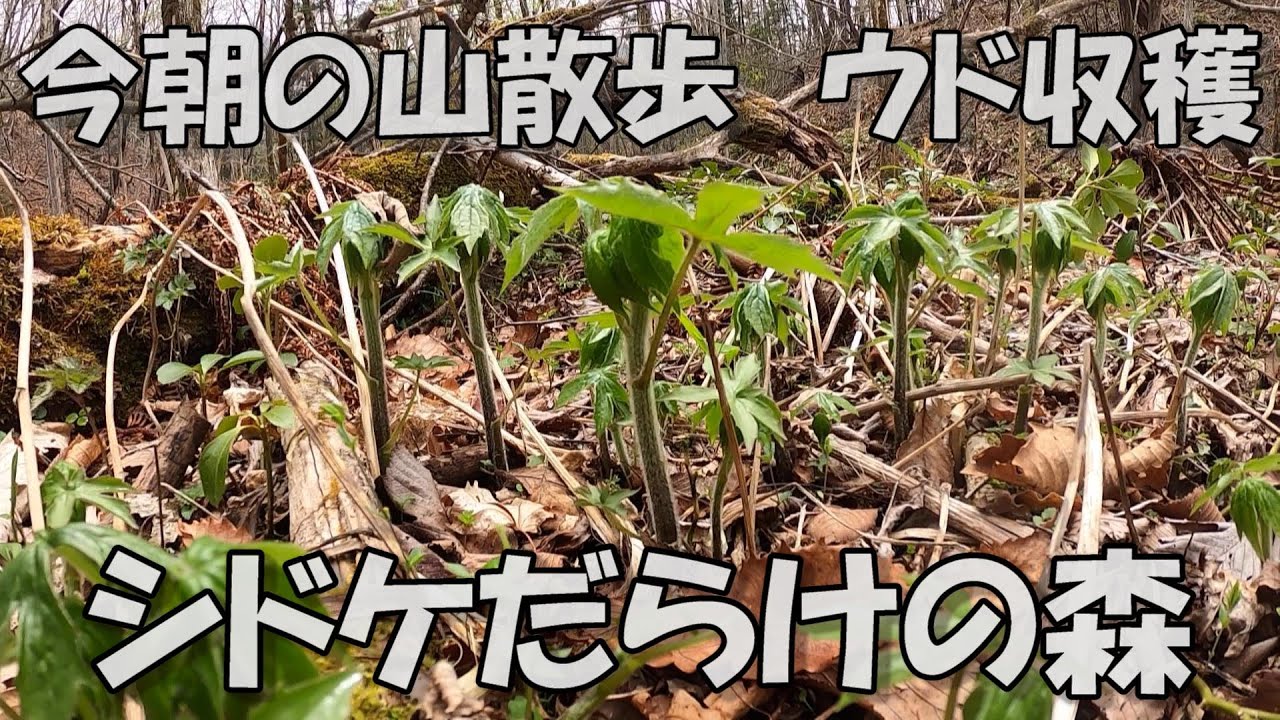 【山菜採り】ウド収穫のコツ！シドケの森へ