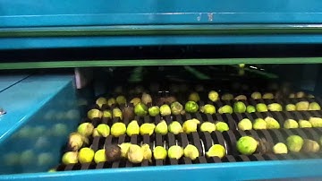 Grading + Cleaning Line Brussels Sprouts