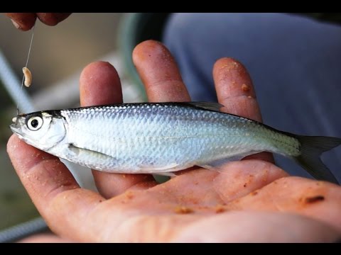 Video: Das Geheimnis Des Jungen Anglers