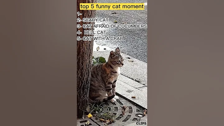 Watch the video about Ranking the funniest cats moment
