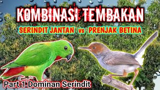 suara kombinasi serindit dan prenjak betina,masteran burung