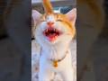 Pouca gente sabe o que esse gesto do gato significa 🐱 #curiosidades #animais #bichos