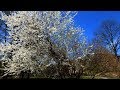 влог - весна в ботаническом - апрель 2020 год