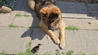 DUCKY'S FIRST BATH - Uncle Wilson looked at the baby suspiciously