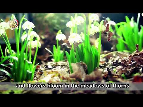 فيلم تسجيلى بمناسبة الذكرى الخامسة والسبعين لمعركة العلمين