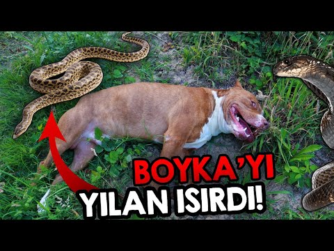 BOYKA'YI ORMANDA ZEHİRLİ YILAN ISIRDI !! (ZEHİRLENDİ Mİ??)