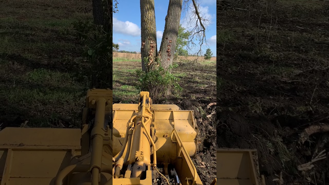 Caterpillar 963 knocking down big tree