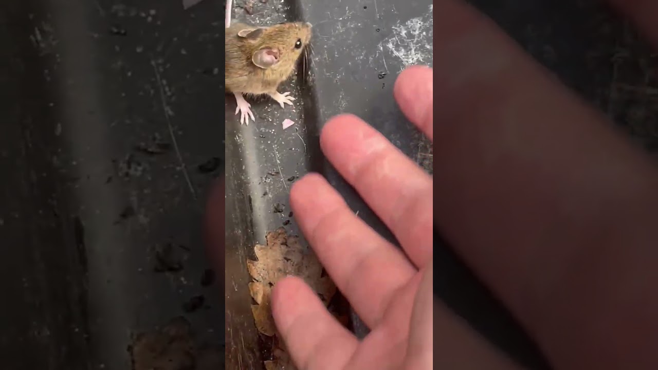 Adorable Harvest Mouse Pup Explores Our Garden! - 7, Jul 2023