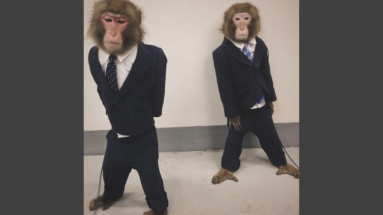 Watch ape on YouTube Watch ape on YouTube