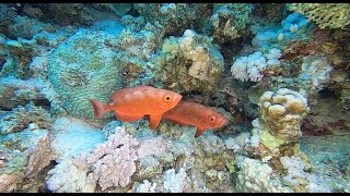 سمك ابو شرارة  Priacanthus fish