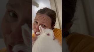 🐰🌙Snuggled up with my cuddle buddy, Cotton, tonight!💖✨ #CuddleBunny #bunny 🐾🌟 #jerseywooly