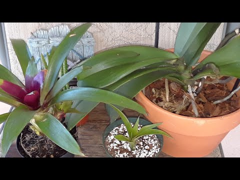 Video: Thông tin về Tưới nước cho Cây Bromeliad