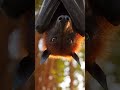 Flying Fox