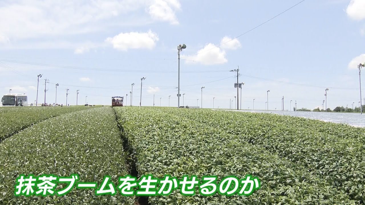 「煎茶よりてん茶」「炉が足りない」　世界的な抹茶ブームで全国有数の茶の産地にも変化