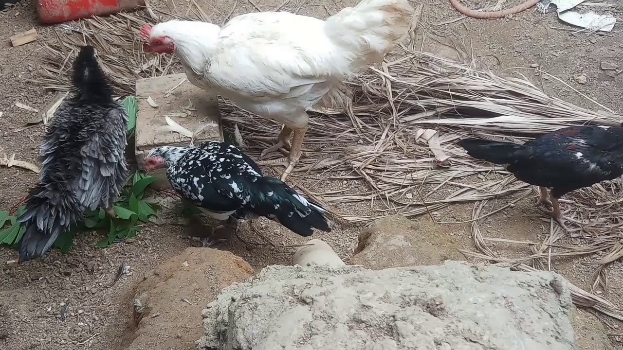 Manfaat Daun Singkong Untuk Pakan Ternak Protein Tinggi 