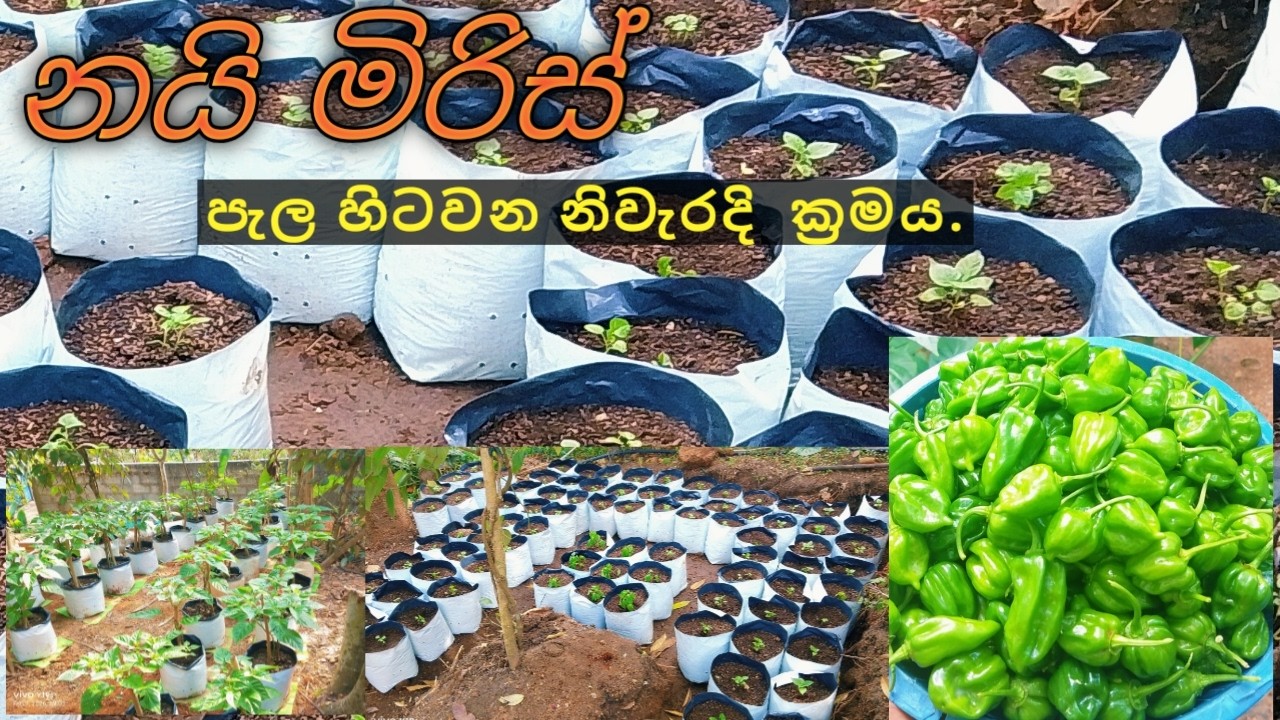 🌱නයි මිරිස් හිටවන නිවැරදි ක්‍රමය | Nai miris hitawana niweradi kramaya (2026) 🌶️