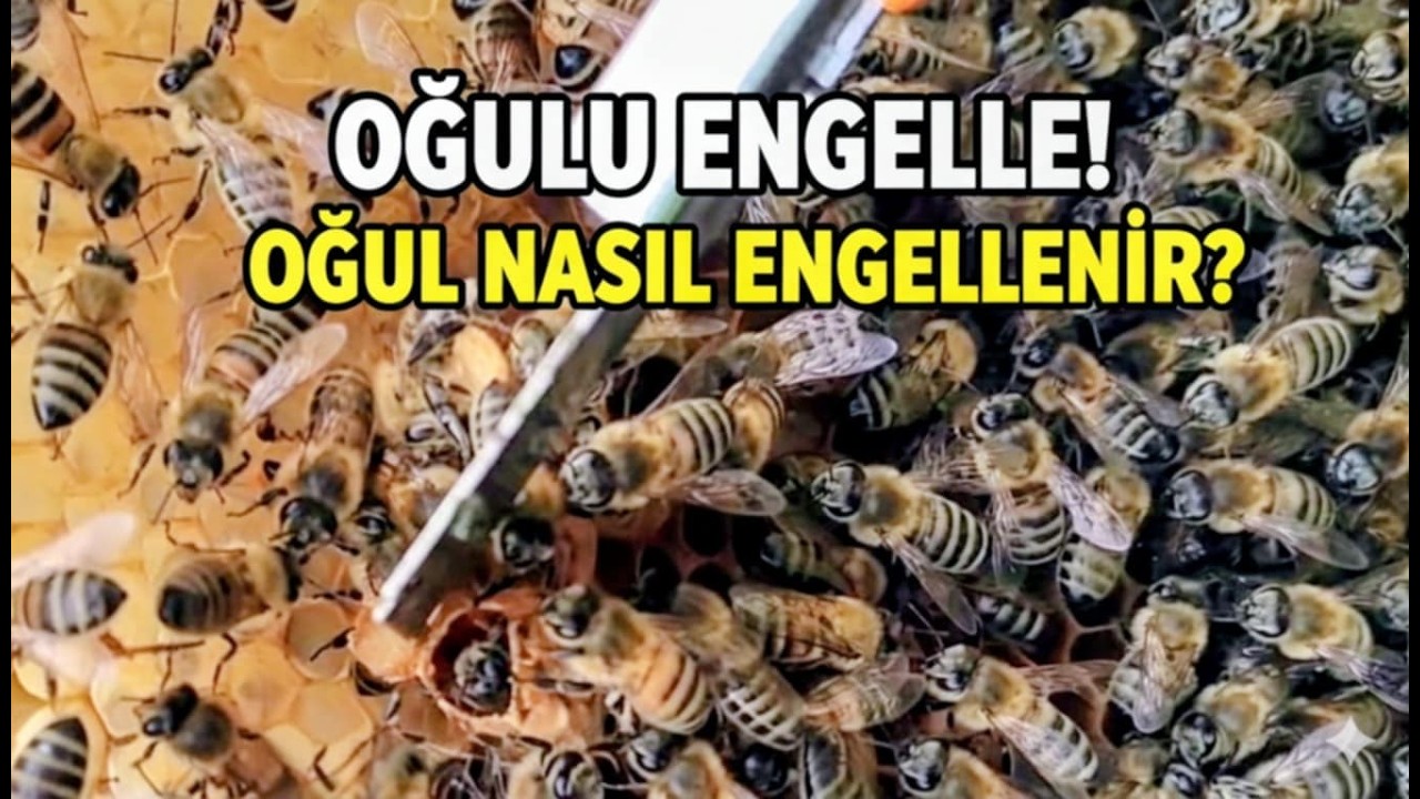 Arıcılıkta Hata Affetmez! Oğul Önleme, Yeni Ana Kabulü ve Kule Sistemi Uygulaması