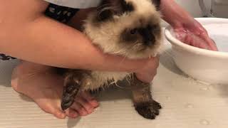 【ヒマラヤン】猫を初めてお風呂に入れてみた【長毛種】