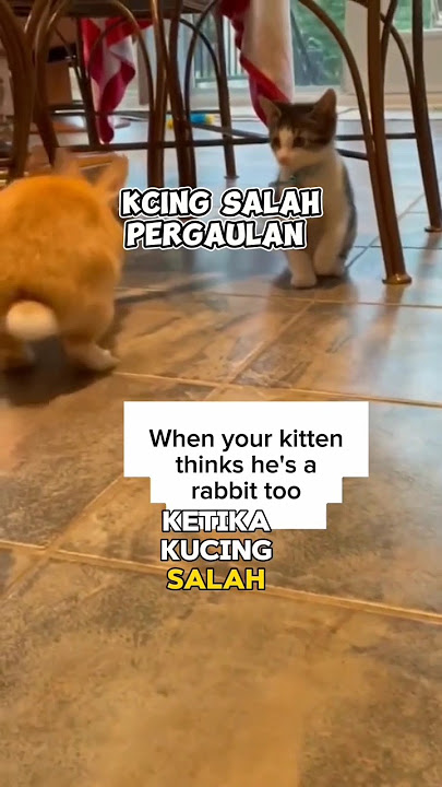 Ketika kucing salah pergaulan 🤣