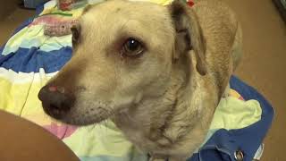 URGENT Rescue NEEDED! Shirley Dachshund/Corgi/Terrier 7 yr.