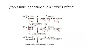 Cytoplasmic inheritance