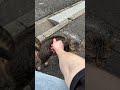 A chance encounter with a Japanese cat.