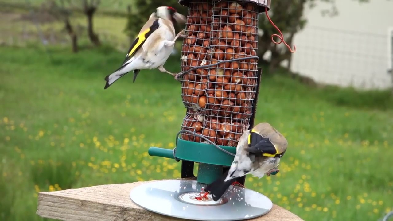 luscinia megarhynchos magyarul Καρδερίνες στην φύση!! ( Carduelis Carduelis)