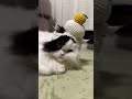 鏡餅になった猫から新年のご挨拶#猫のいる暮らし #編み物