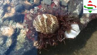 SEA ANEMONE VS HERMIT CRAB