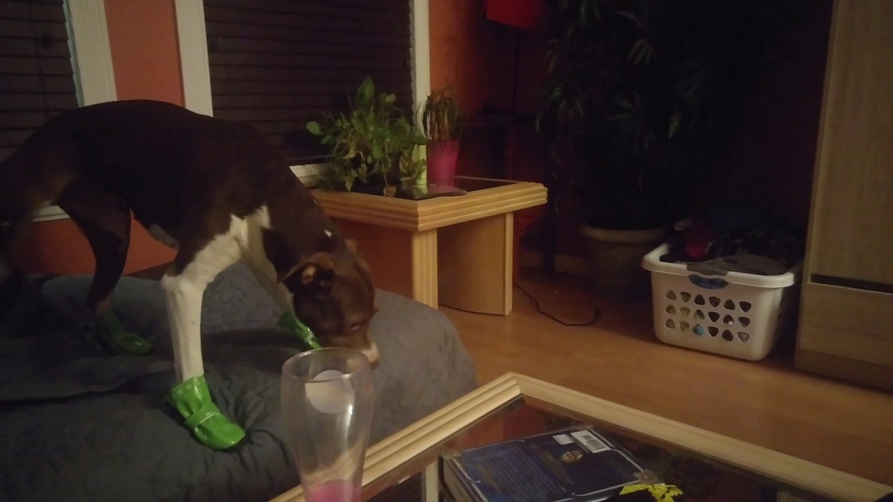 Dogs first booties YouTube