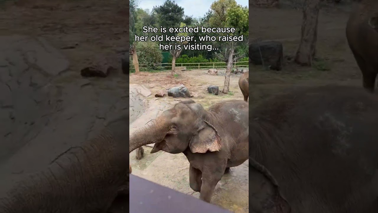 What different elephant sounds mean! 