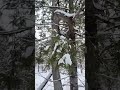 Ultimate survival tree. Everything is Tougher in the top 2/3rds of Maine. #outdoors