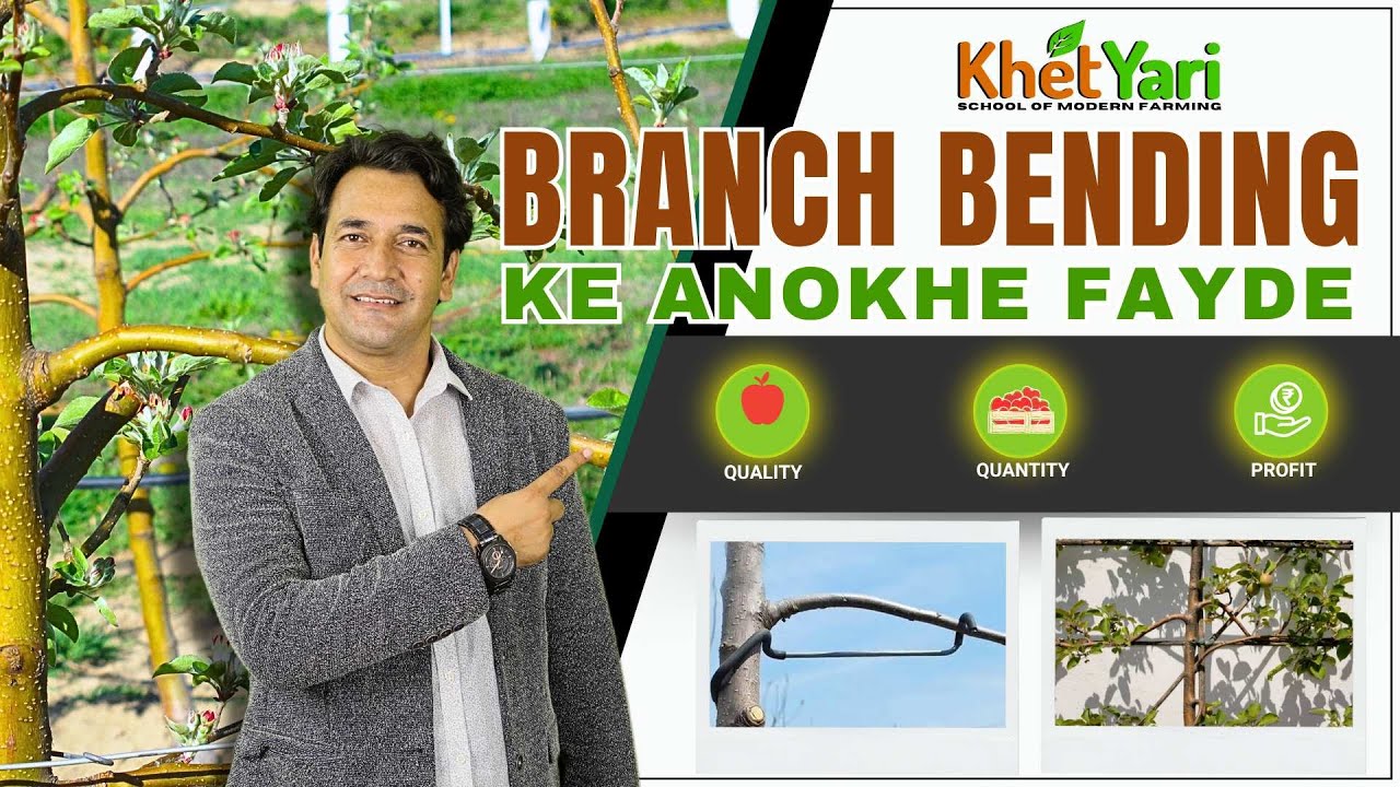 Apple orchard se kaise kare double income || Branch Bending Ke Best Practices