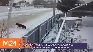 Мужчина расстрелял собаку на глазах у ее хозяйки - Москва 24 Мужчина расстрелял собаку на глазах у ее хозяйки - Москва 24