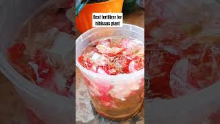 Best Fertilizer For Hibiscus Flowers Plants gardening fertilizer hibiscusplant garden