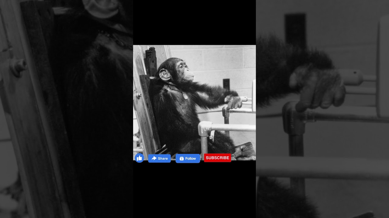 "Fur-rtastic - Chimp and Dog's Mission to the Stars!"