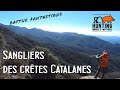 Sangliers des crtes catalanes  fantastique chasse aux sangliers en battue  traque et poste
