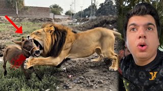 Lion Attack on My Donkey 😱