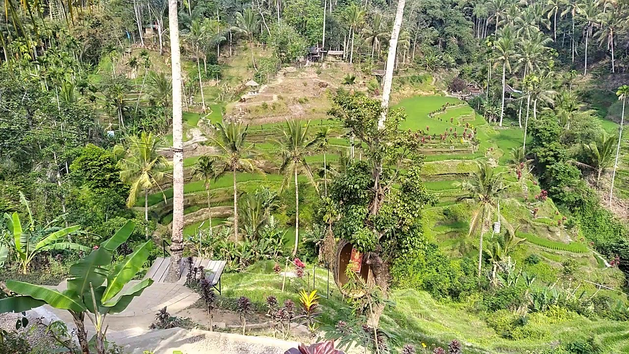 Tegalalang Rice fields in Bali - YouTube