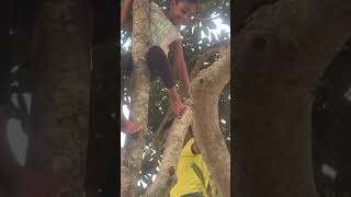 Brother Sister Tree Climbing