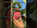 The Real Reason Your Fruit Tree Won’t Flower 🍊