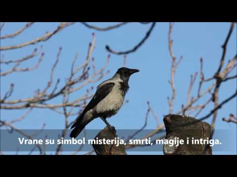 Video: Loši Predznaci: Ptica Kljunom Kuca Na Prozor