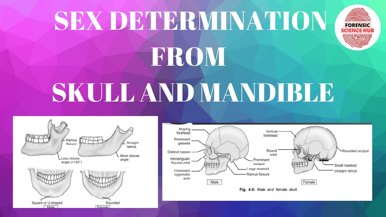 Sex determination through skull and mandible | Forensic medicine - YouTube