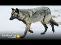 Wolves and Their Hunting Strategies