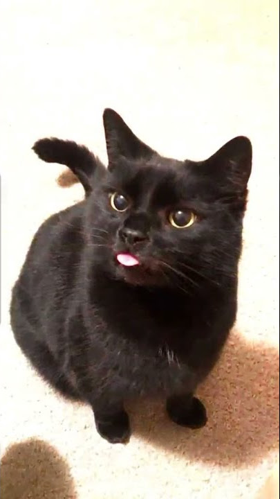 BUAT STORI WA 30 DETIK  || KUCING HITAM BAR-BAR