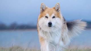 Icelandic Sheepdog - small size dog breed by One Great World 111 views 3 years ago 1 minute, 59 seconds