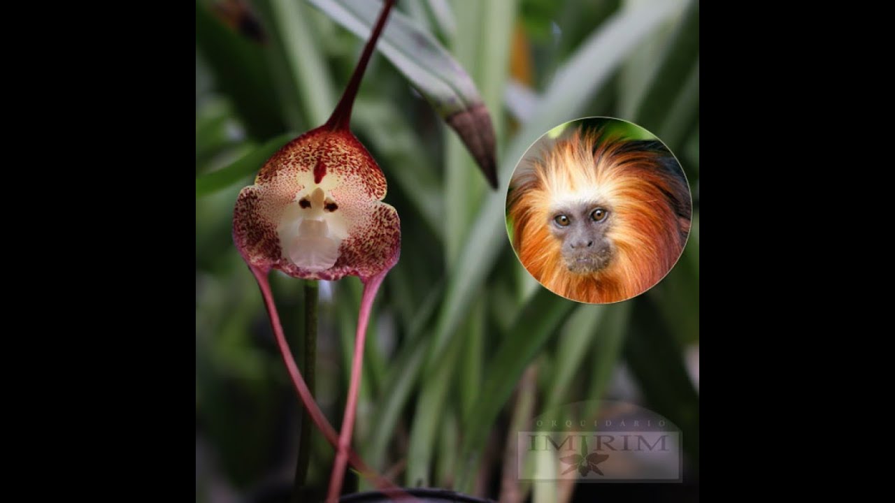 DRACULA SIMIA, A ORQUÍDEA COM CARA DE MACACO! | ORQUIDÁRIO IMIRIM - thptnganamst.edu.vn