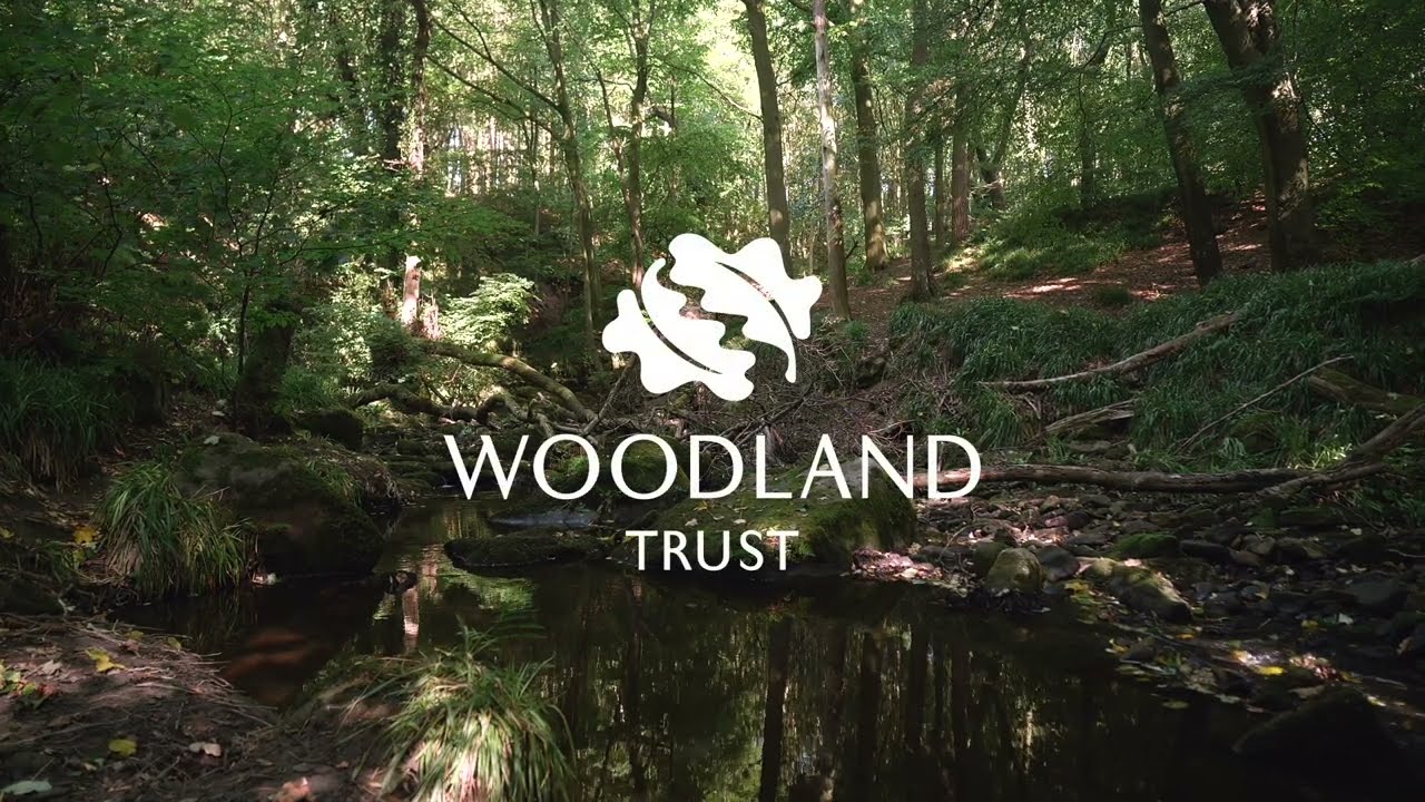 A new chapter for an ancient woodland - Hayhills